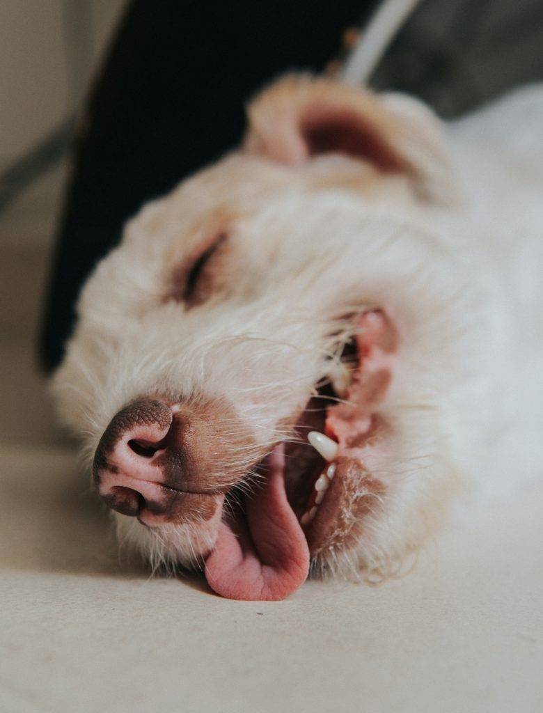 dog-sleeping-with-tongue-out