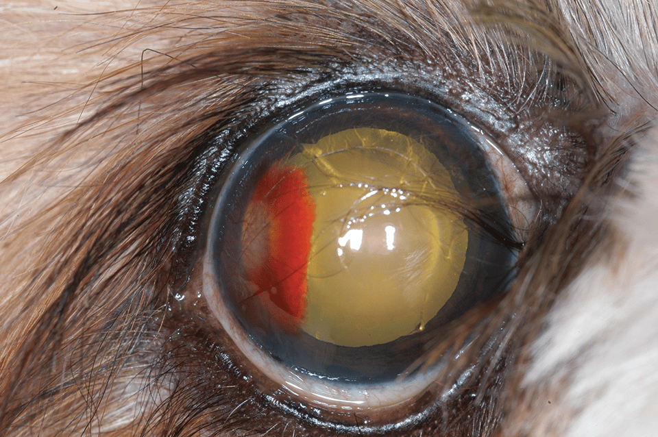 1656341639 635 What to Look for and How to Intervene How to Tell if Your Dog is Losing Vision - What to Look for and How to Intervene