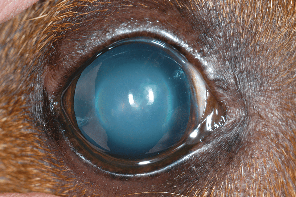 1656341639 669 What to Look for and How to Intervene How to Tell if Your Dog is Losing Vision - What to Look for and How to Intervene