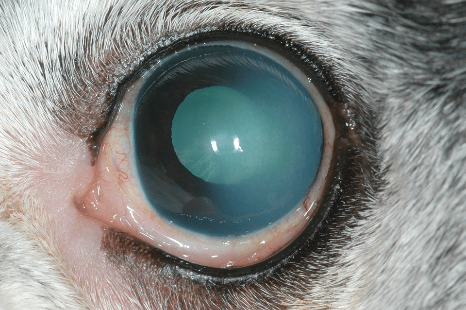 1656341639 732 What to Look for and How to Intervene How to Tell if Your Dog is Losing Vision - What to Look for and How to Intervene