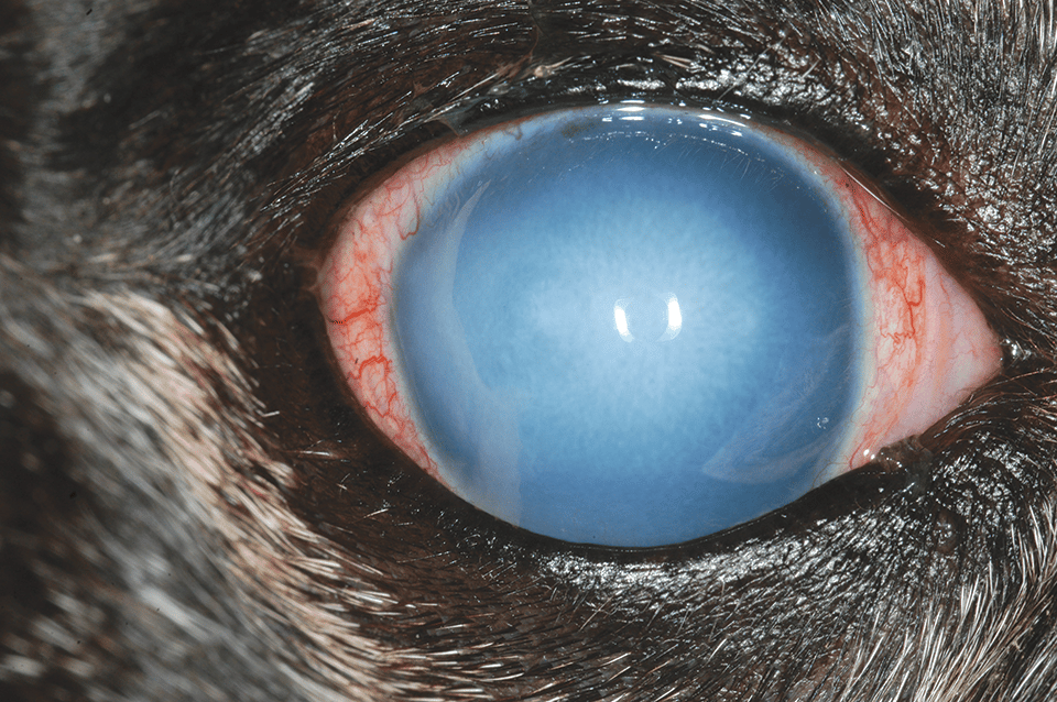 1656341639 876 What to Look for and How to Intervene How to Tell if Your Dog is Losing Vision - What to Look for and How to Intervene