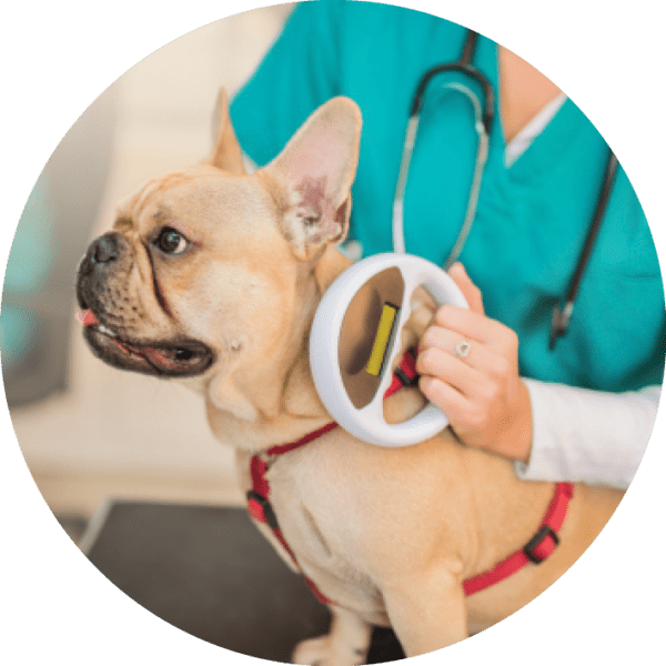 1656387246 60 What Dog Owners Should Know About Dognapping – Dogster What Dog Owners Should Know About Dognapping