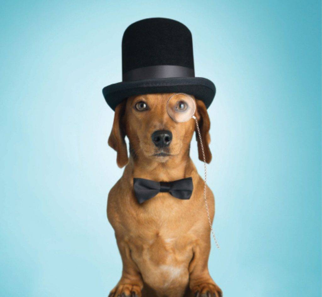 1656468159 Do Tophatgetty843829982.jpg.optimal If Dogs Wrote a Manners Column