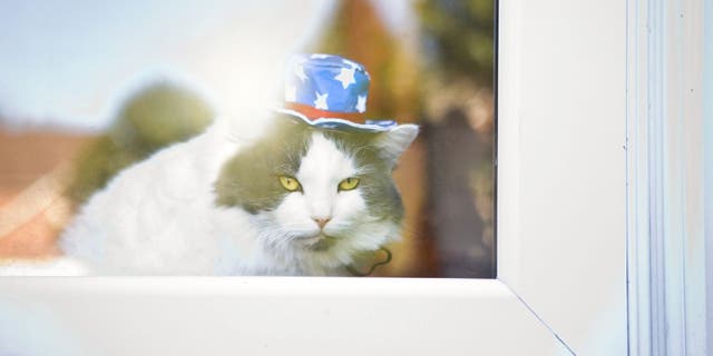 Cats can also experience anxiety from loud noises. This includes Fourth of July fireworks.