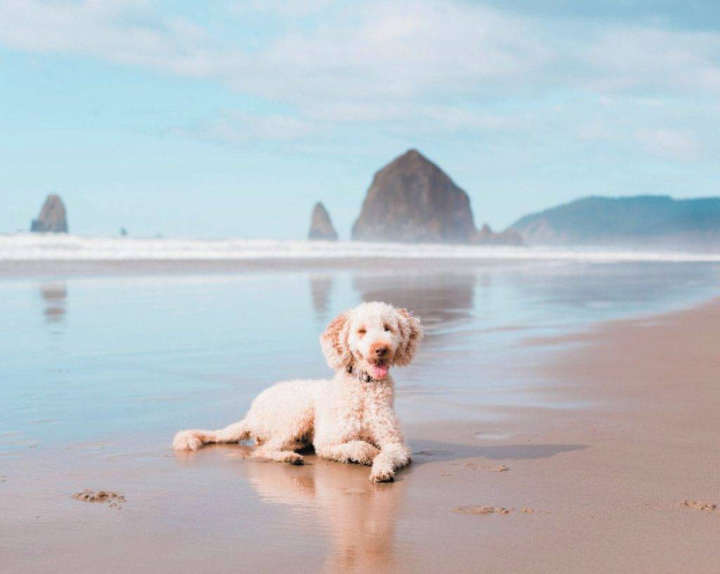 2208 FunWithFido CannonBeach Alamy 2HTRKDT.jpg.optimal 10 Great U.S. Dog-Friendly Towns to Visit