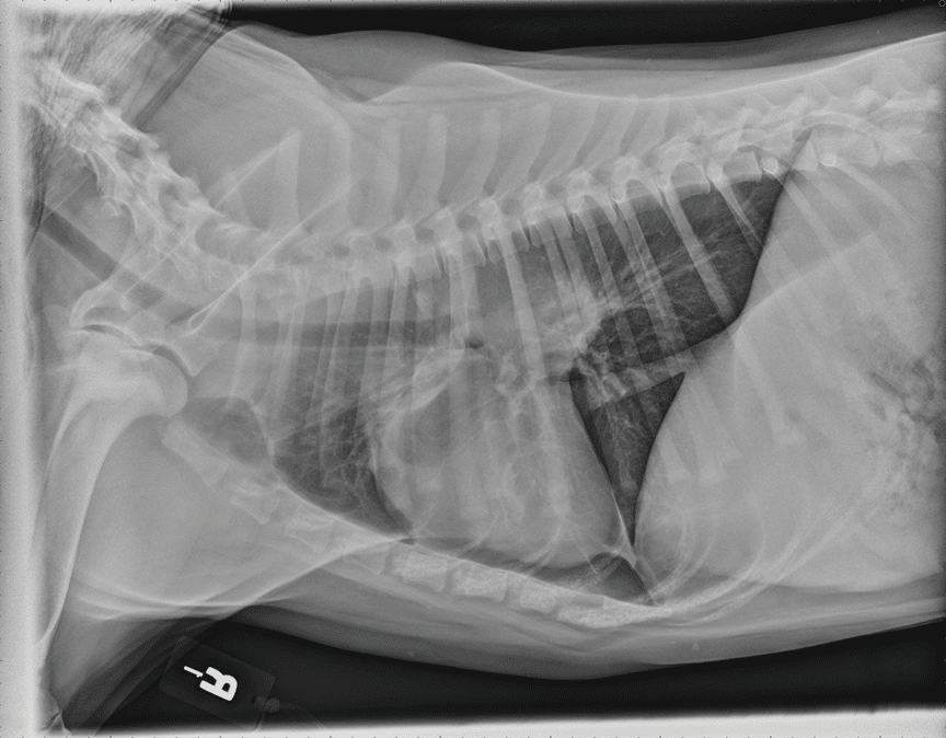 Disseminated Nocardiosis in a Dog Disseminated Nocardiosis in a Dog