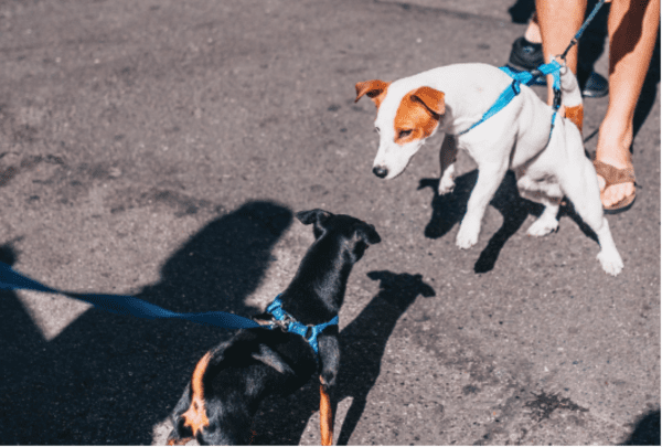 How to Help an Aggressive or Reactive Dog – Dogster How to Help an Aggressive or Reactive Dog