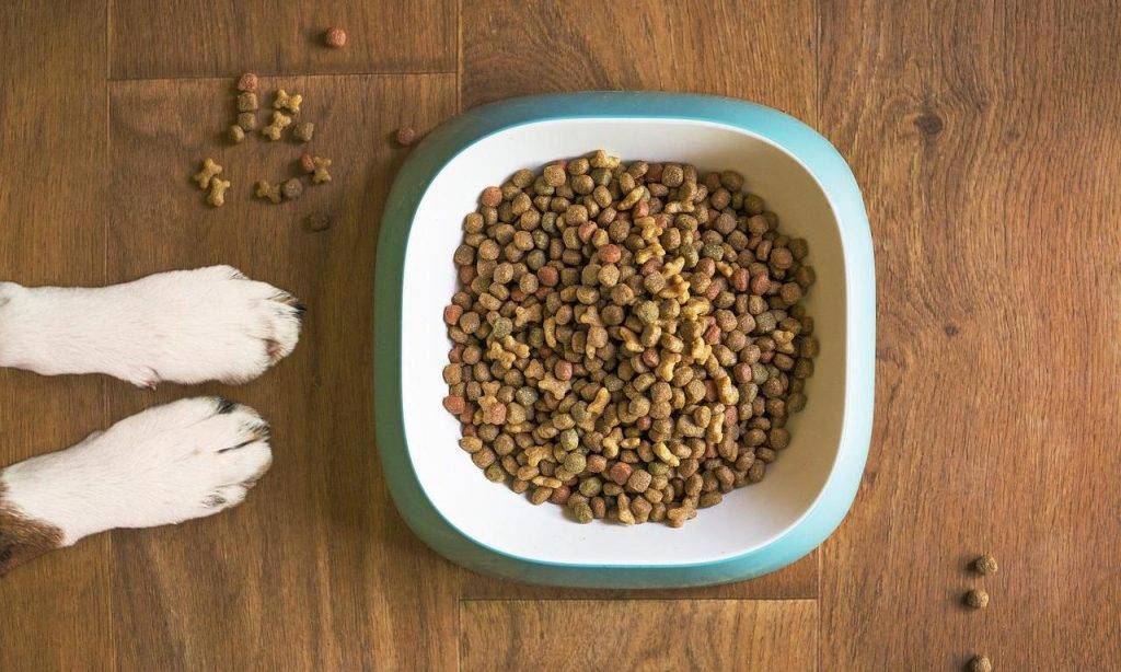 dog food 5168940 1280 e1656082908943 Pooch & Mutt provide tailored experience with Fresh Relevance