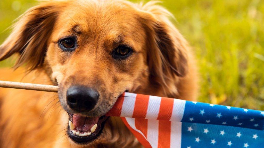 iStock 1151326983 4th of July and pets: Dogs, cats go missing on the holiday more than any other day