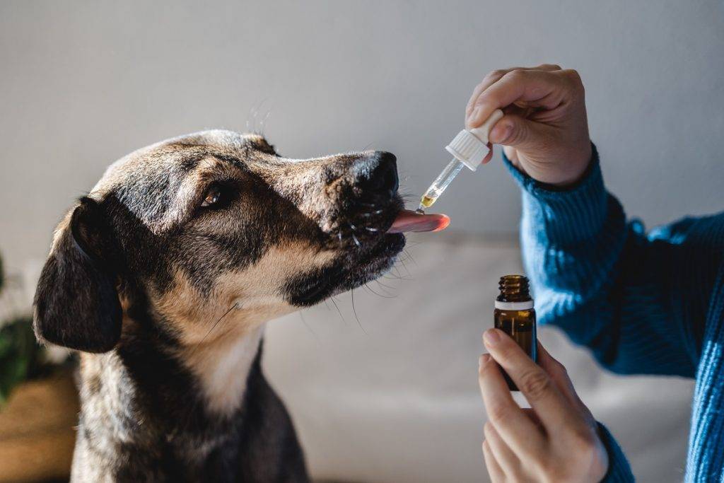 iStock 1347122902 New campaign encourages safe disposal of animal medicines