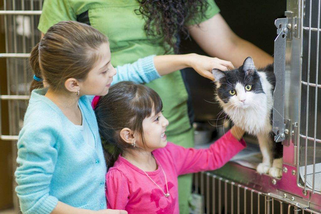 iStock 481671133 Queensland cat shelters nearing full capacity