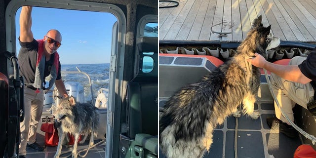 Caiden, a 10-year-old Siberian Husky, was pulled from the waters off New Jersey after he swam about a mile and a half into Raritan Bay.