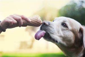dog eating ice cream Home
