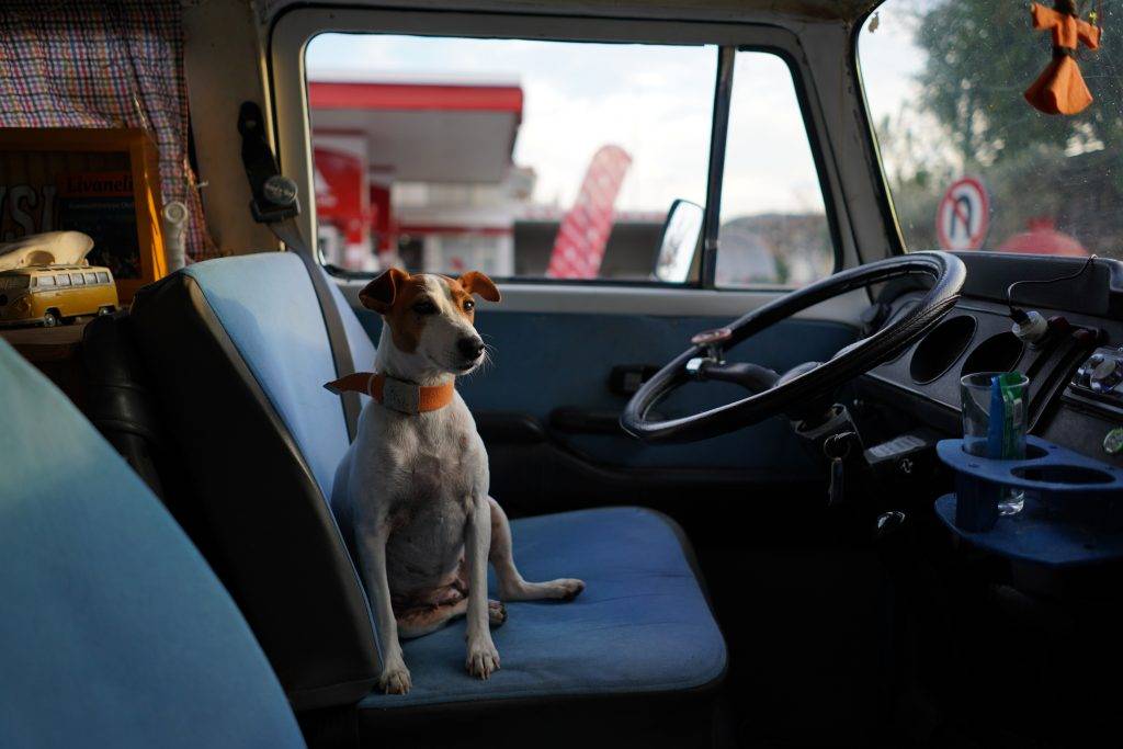 dog in car keep your dog cool in summer tips Tips on How to Keep Dogs Cool in Summer
