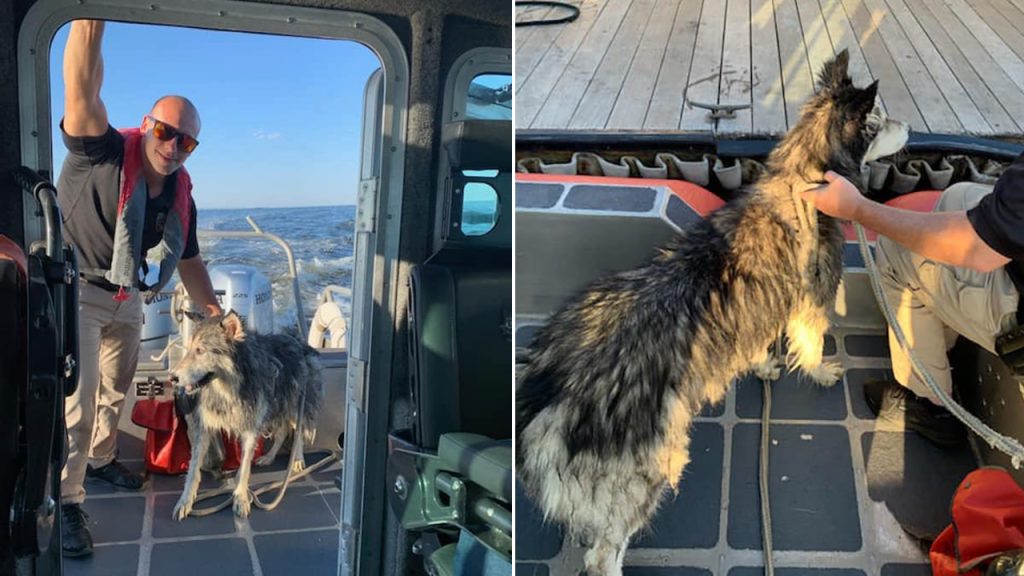 dog rescue split Siberian Husky rescued from waters more than mile off New Jersey coast