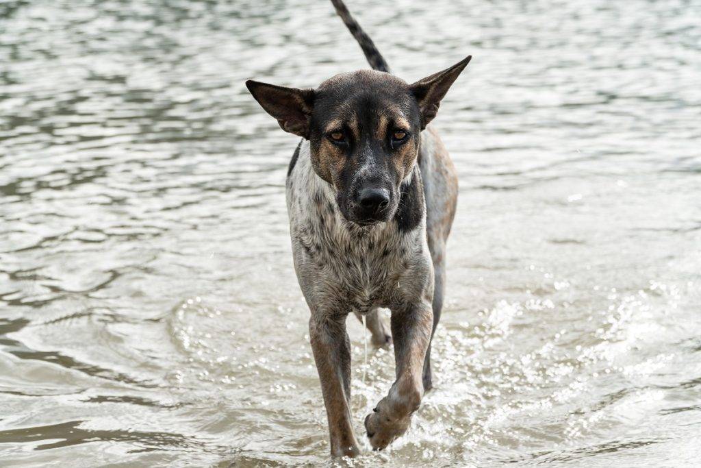 iStock 1163553752 PetSure extends emergency assistance for flood impacted pet owners