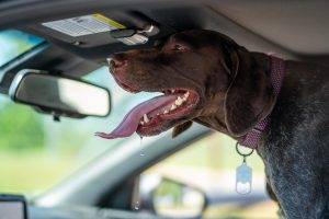keep your dog cool in summer tips Home
