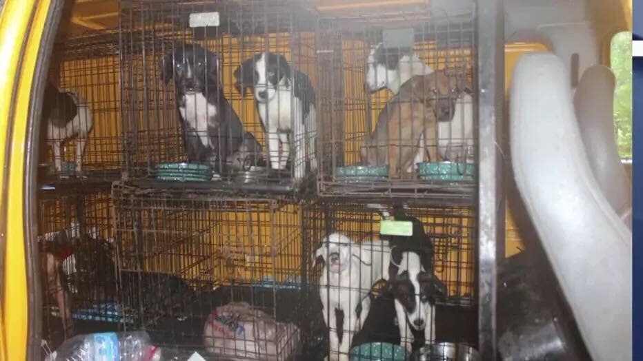 Georgia animal shelter filled with diseased dogs, canine skulls with bullet holes