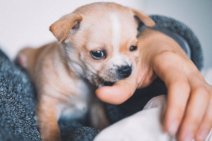 GettyImages 1269274274.jpg.optimal How to Get a Puppy to Stop Biting