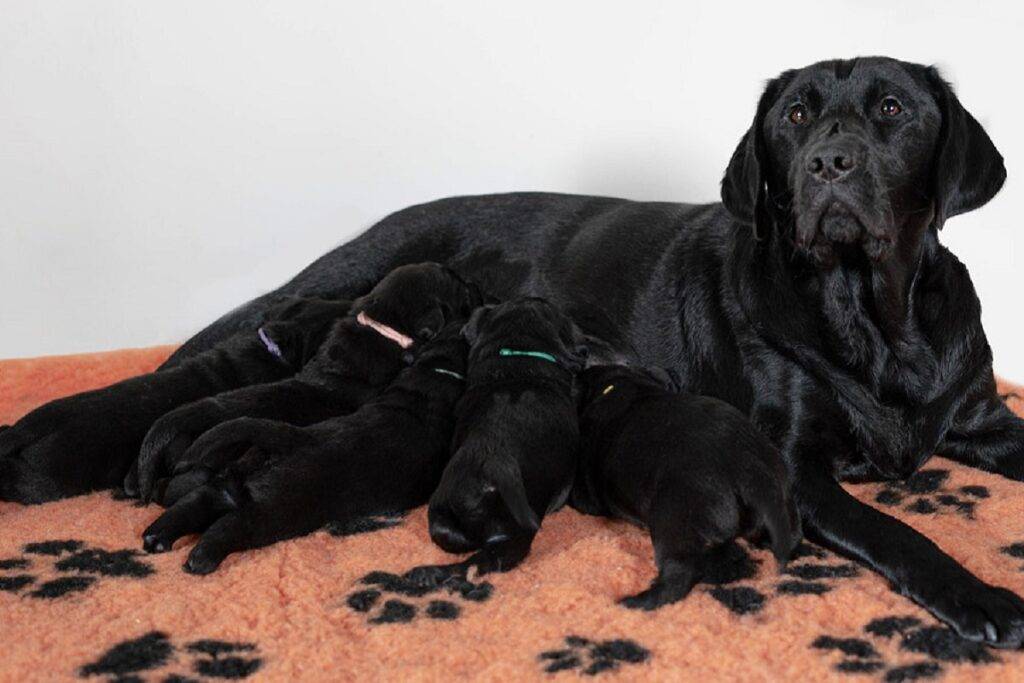 Guide Dogs WA welcomes first litter of puppies