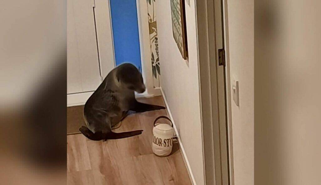 IMG 2068 Seal breaks into New Zealand home, traumatizes family cat