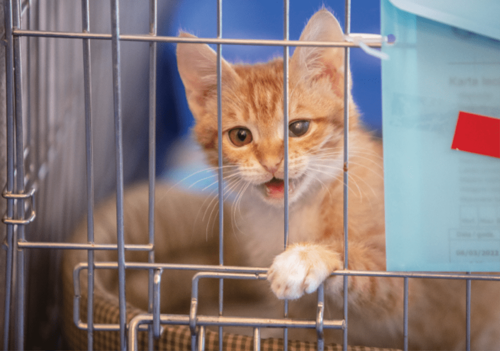 Red Kitten 1C8A5962 Cat Lovers Unite for Pets in Ukraine