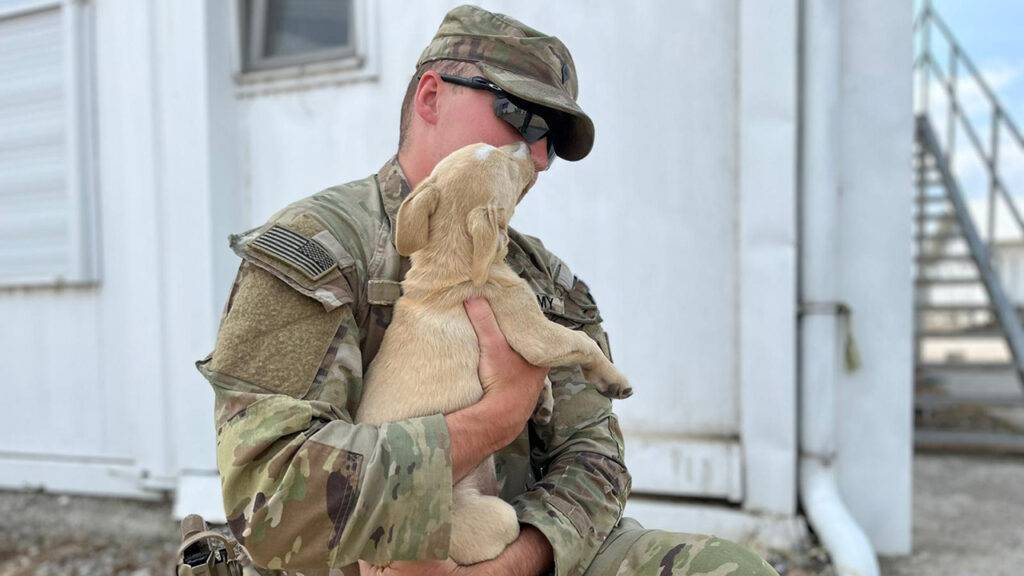 doc 2 Army soldier aims to rescue desperate dog that snuck onto overseas base: 'He deserves to come home'