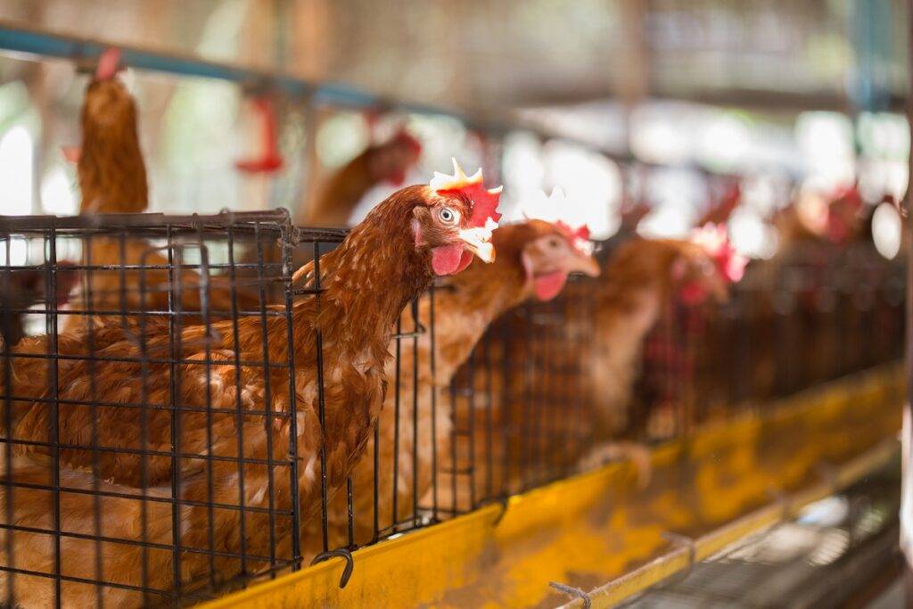 Australia to begin phase out of battery cages