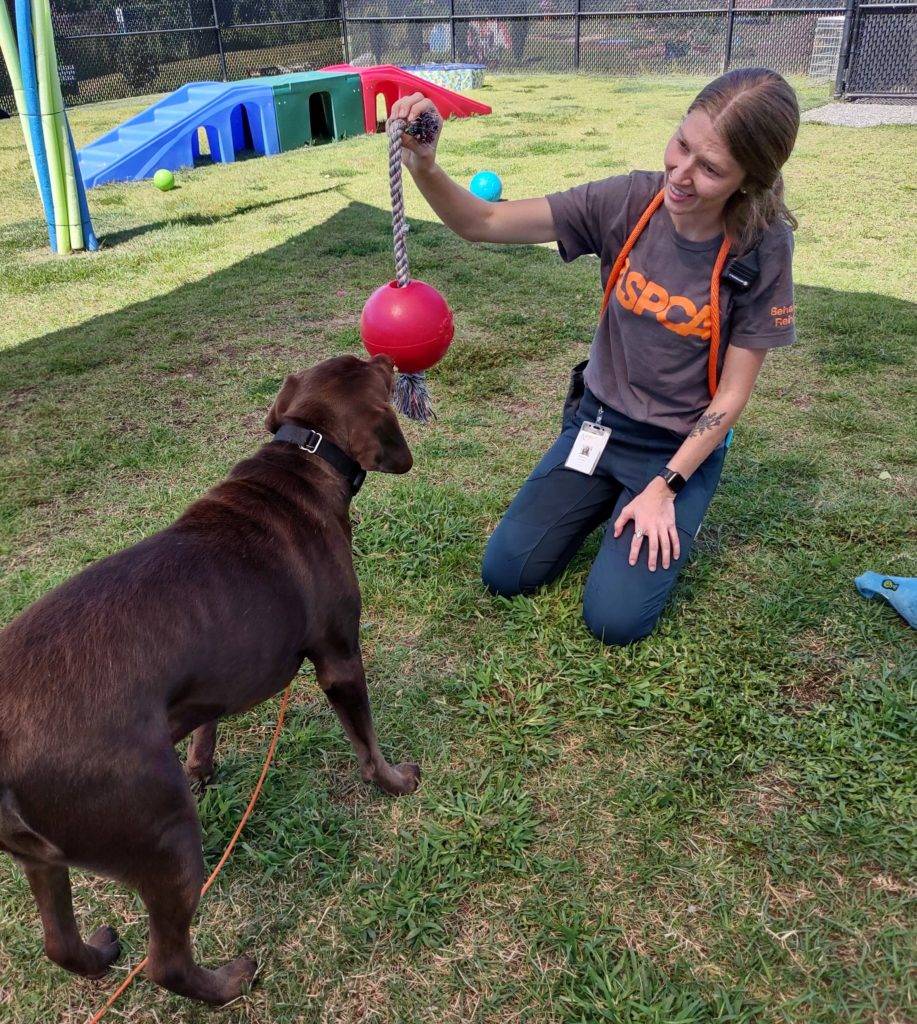 Jolly Pets, Crum & Forster Donate Toys to ASPCA Rescue Animals