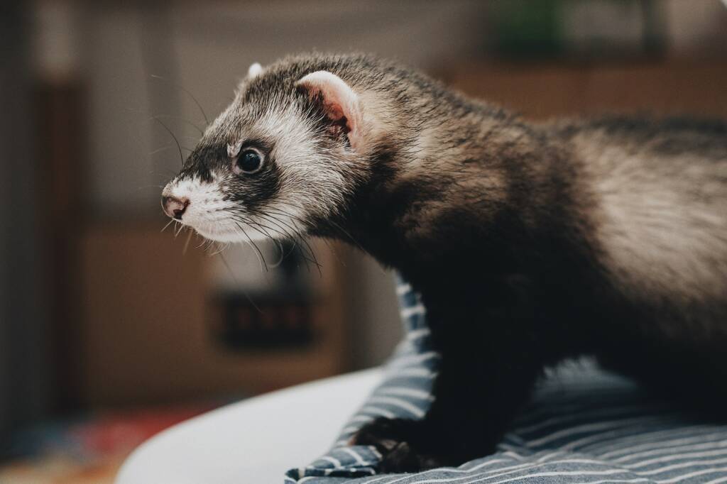Do ferrets make good pets