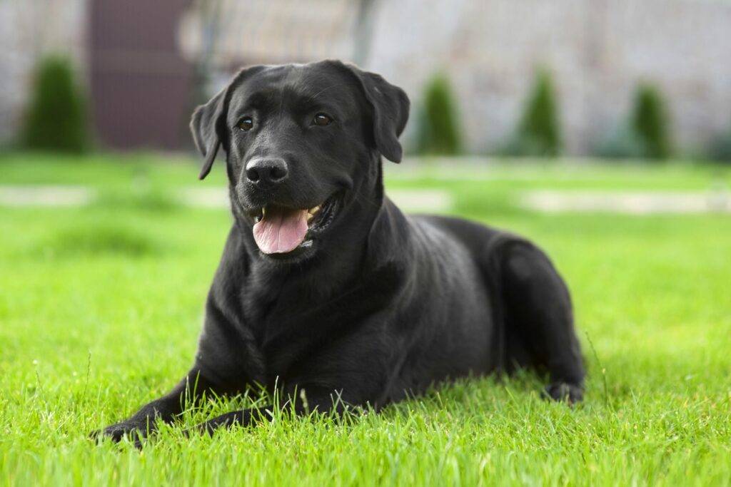 Labrador retriever1 1163331995.jpg.optimal Meet the Multi-Talented Labrador Retriever!